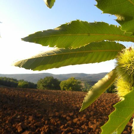 Agriristoro Podere S. Andrea Massa Marittima Exterior foto